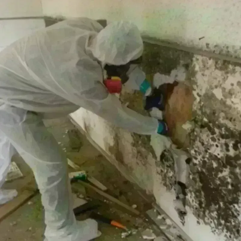 Mold Remediation and Removal in Hardee County, FL